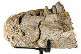 Hadrosaur (Edmontosaurus) Jaw Section with Teeth - Wyoming #377640-1